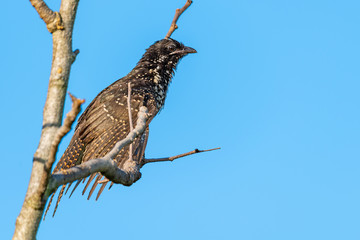 Female Asian Koel perching on a perch to sun·bathe with morning sunlight and blue sky background