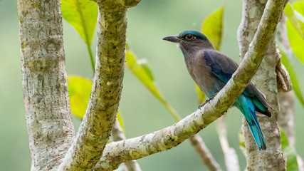 Indochinese Roller perching on Plumeria perch looking into a distance