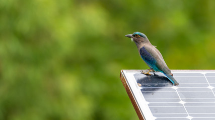 Indochinese Roller perching on solar cell panel looking into a distance