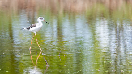 Black-winged Stilt wading and finding food from the coastal intertidal area