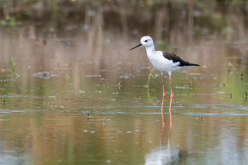 Black-winged Stilt wading and finding food from the coastal intertidal area