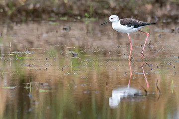 Black-winged Stilt wading and finding food from the coastal intertidal area