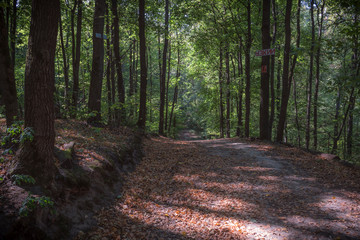 Obraz premium Природа