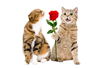 Cat presents a rose to a cat sitting isolated on white background