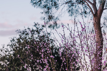 tree with pink blossoms all over its branches