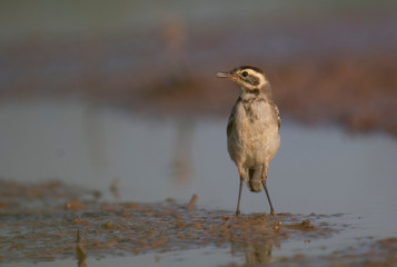 The wagtail in wetland