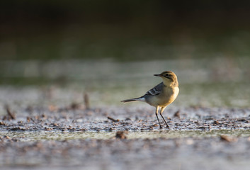The yellow wagtail in wetland