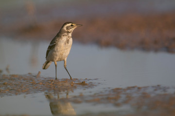 The wagtail in wetland