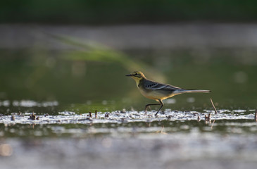 The yellow wagtail in wetland