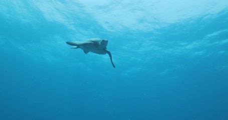 Green Turtle, (Chelonia mydas) swimming on the reefs of the Sea of Cortez, Baja California Sur, Mexico.