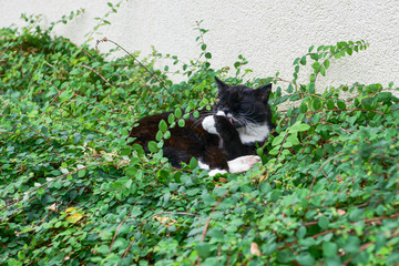 Schwarz weisser Kater auf Bodendeckern - Katzen sind in der Auswahl ihrer Liegeplätze sehr einfallsreich