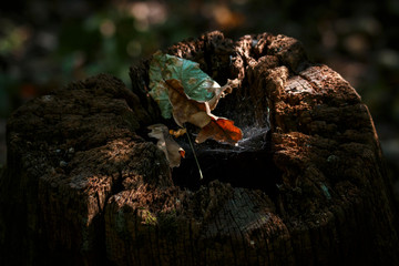 Природа
