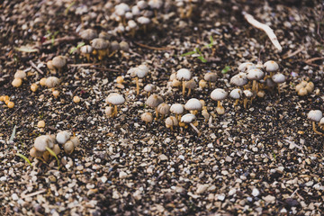 group of tiny mushrooms popping up from the ground among wet soil and gravel