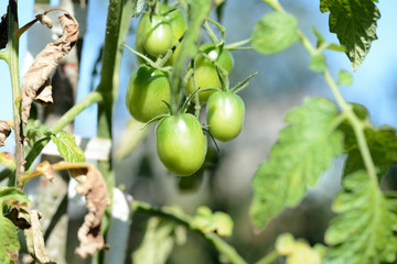 Unripe green tomatoes in the summer garden. The green tomatoes on a branch close-up in sunny day