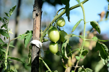Unripe green tomatoes in the summer garden. The green tomatoes on a branch close-up in sunny day