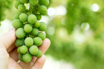 Hand hold harvest fresh organic grape