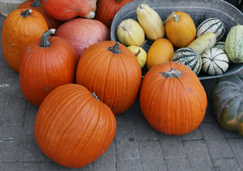 Diverse assortment of pumpkins in stainless bucket on concrete ground