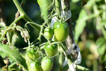 Unripe green tomatoes in the summer garden. The green tomatoes on a branch close-up in sunny day