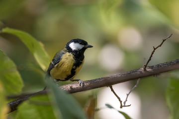 Naklejka premium Природа