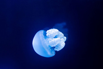 small jellyfish in close-up