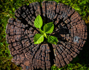 green plant growing out of tree stump
