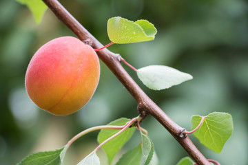 Peach on tree