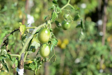 Unripe green tomatoes in the summer garden. The green tomatoes on a branch close-up in sunny day