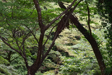 Fototapeta premium 高尾山