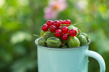 Green juicy gooseberries and red currants in a glass on a chair on the background of a summer garden. Summer.