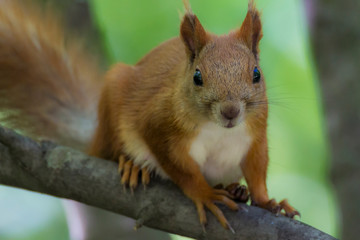 Природа