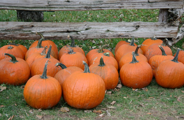 Harvest pumpkin patch in front of wooden fence