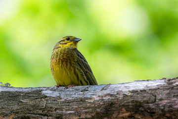Природа