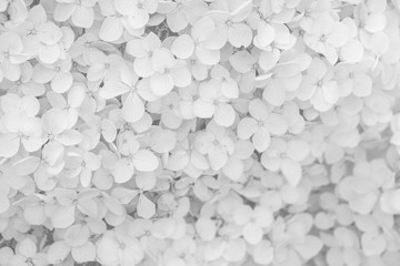 abstract floral background, soft focus, spring nature, blooming meadow, shallow depth of field cross process in black and white tone