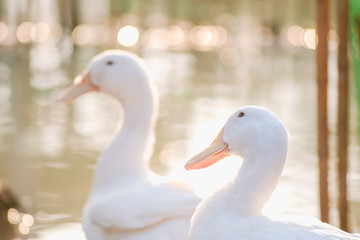 Obraz premium Portrait close up of beautiful young white duck near pond at the park in the morning with sunshine and water blurred background.