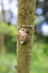 カマキリの卵鞘