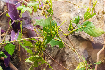 groupe de phasmes  dans la nature