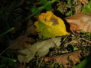 autumn leaves on the ground
