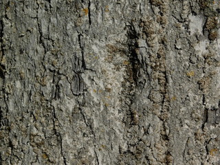 bark of a tree