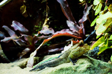 batrachoeephalus in close-up