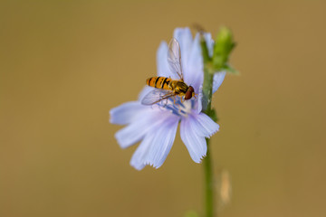 Honey Bee collecting pollen on purple, red orange or yellow flower against blue sky. Photo of a beautiful bee and flowers a sunny day. Honey Bee on Flower, Close Up Macro.