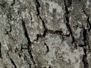 bark of a tree