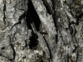 bark of tree