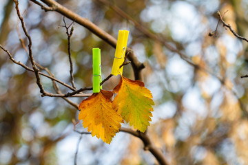 Two autumn orange leaves on bare branch with clothespins on fall forest background. Closeup, selective focus