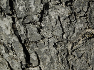 bark of a tree