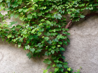 vine on the wall of an italian house