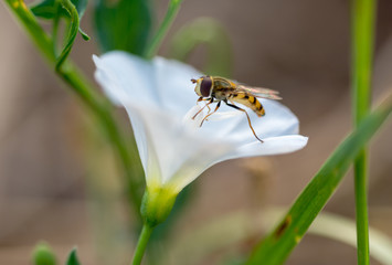 Honey Bee collecting pollen on purple, red orange or yellow flower against blue sky. Photo of a beautiful bee and flowers a sunny day. Honey Bee on Flower, Close Up Macro.