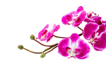 Tropical pink orchid isolated on white background
