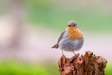 robin in a branch in the forest of Noord Brabant in the Netherlands. Green background with writing space.