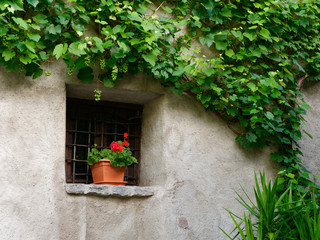 vine on the wall of an italian house