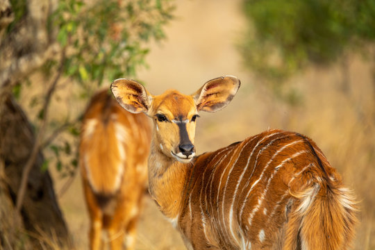 Female nyala in the late afternoon light.